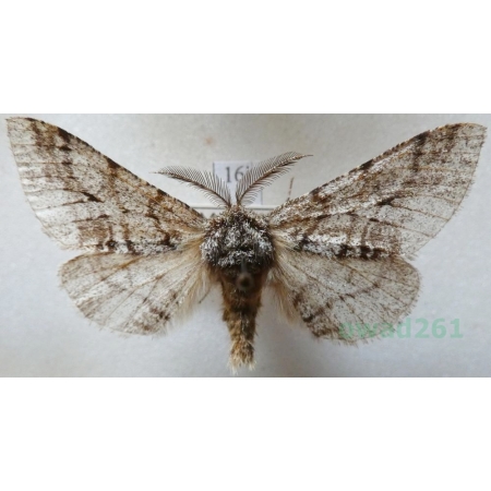 Lycia hirtaria (Clerck, 1759) male Krępak nalipek, włochacz nalipek Czech16l